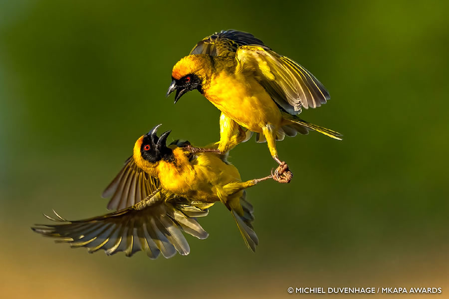 30 Winning Photos Of African Wildlife Photography Awards 2022