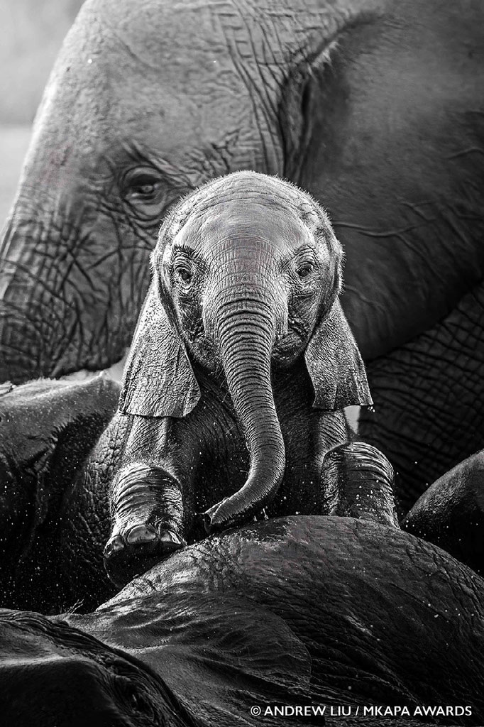 African Wildlife Photography Awards 2022