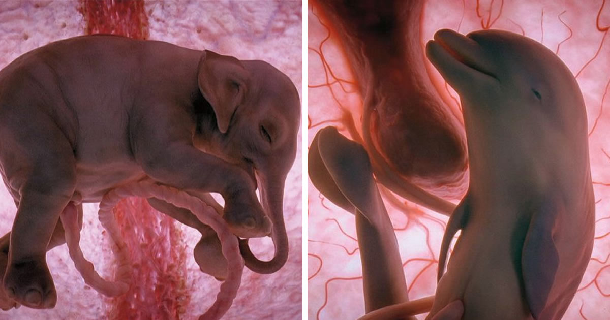20 Mesmerizing Photos Of Baby Animals In The Womb Will Amaze You