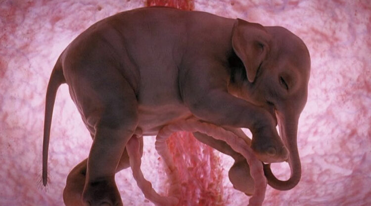 Baby Animals In The Womb