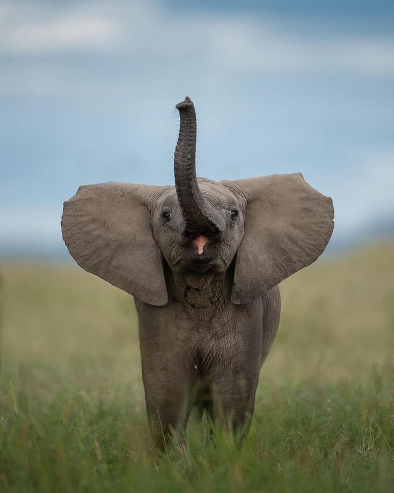 Beautiful Wildlife Photography By Dick van Duijn