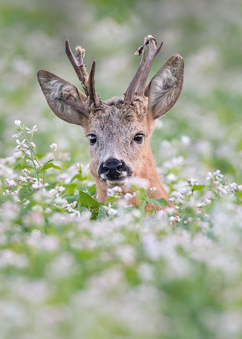 Beautiful Wildlife Photography By Dick van Duijn