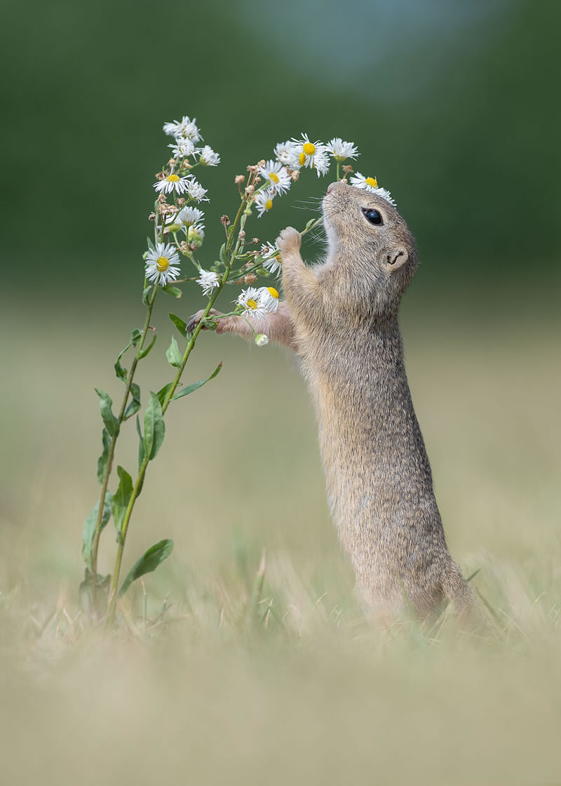 Beautiful Wildlife Photography By Dick van Duijn