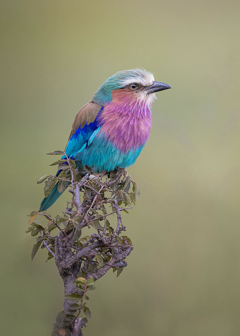 Beautiful Wildlife Photography By Dick van Duijn