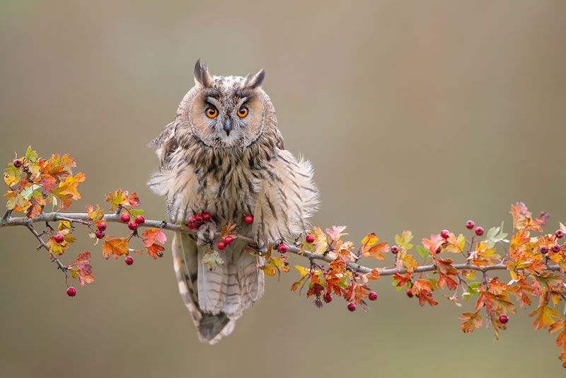 Beautiful Wildlife Photography By Dick van Duijn