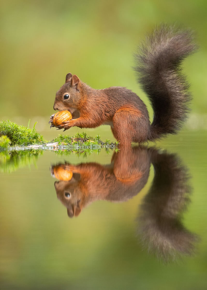 Beautiful Wildlife Photography By Dick van Duijn