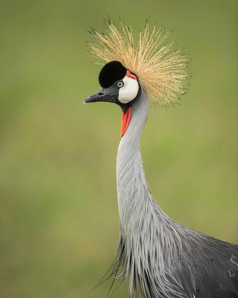 Beautiful Wildlife Photography By Dick van Duijn