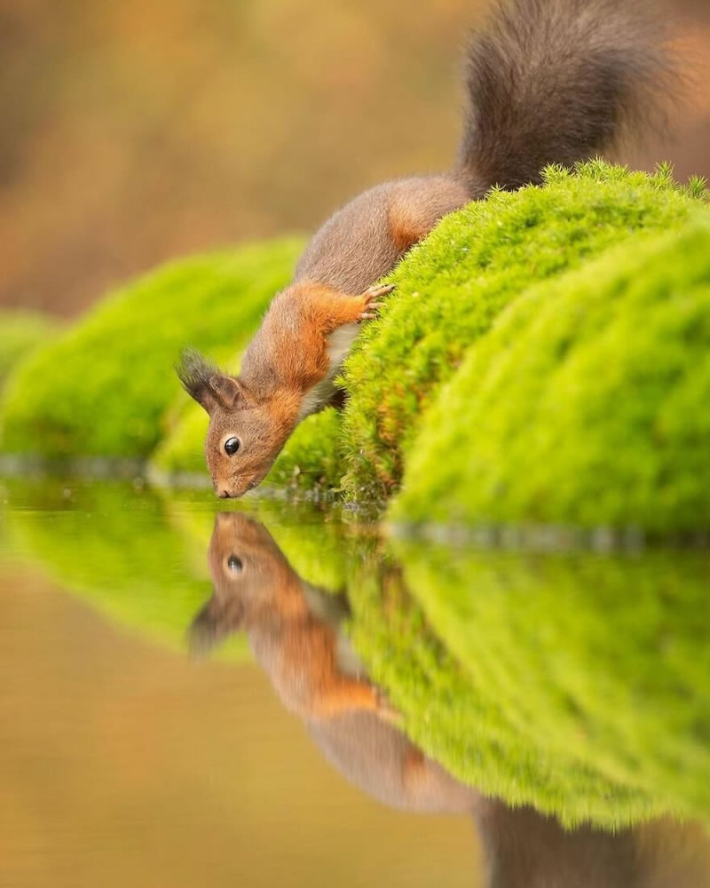 Beautiful Wildlife Photography By Dick van Duijn