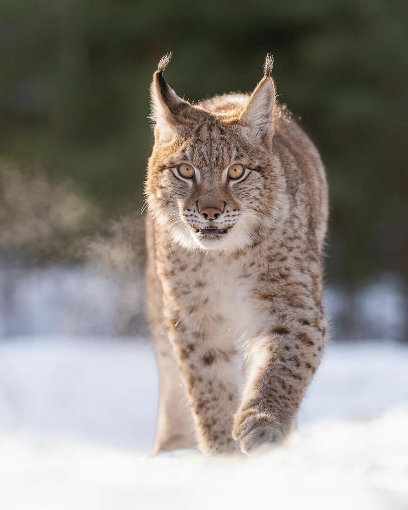 Beautiful Wildlife Photography By Dick van Duijn