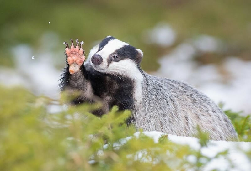 Beautiful Wildlife Photography By Dick van Duijn