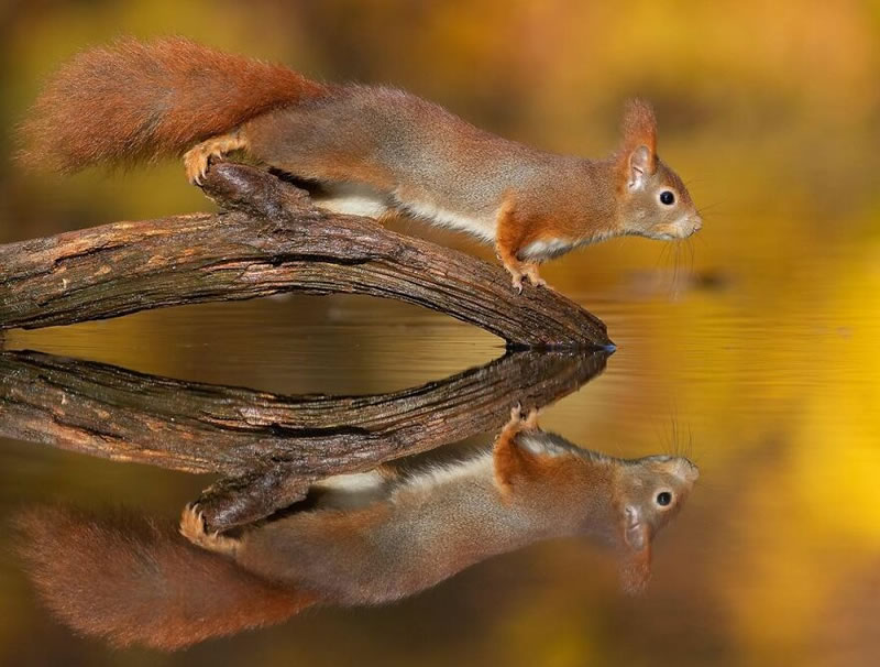 Beautiful Wildlife Photography By Dick van Duijn