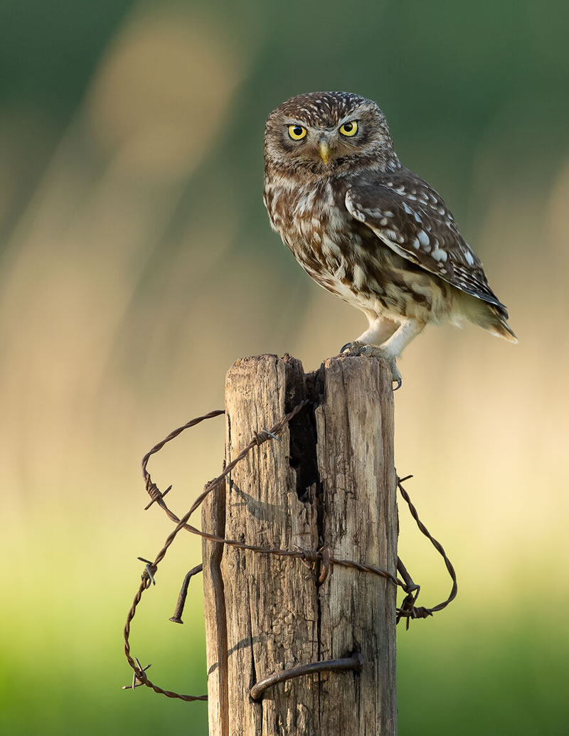 Beautiful Wildlife Photography By Dick van Duijn