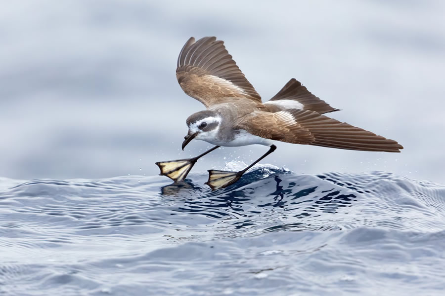 BirdLife Australia Photography Awards 2022