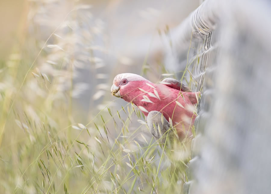 BirdLife Australia Photography Awards 2022