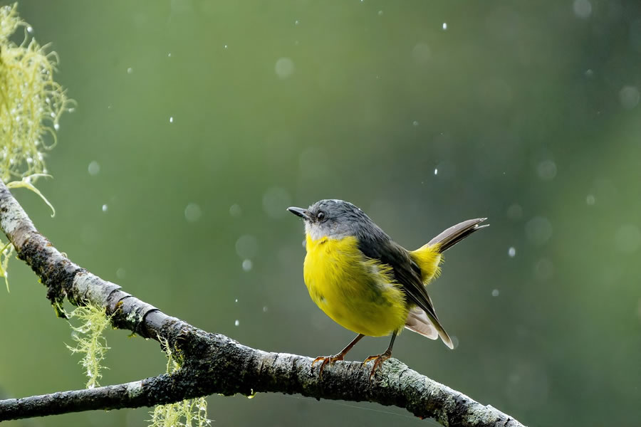 BirdLife Australia Photography Awards 2022