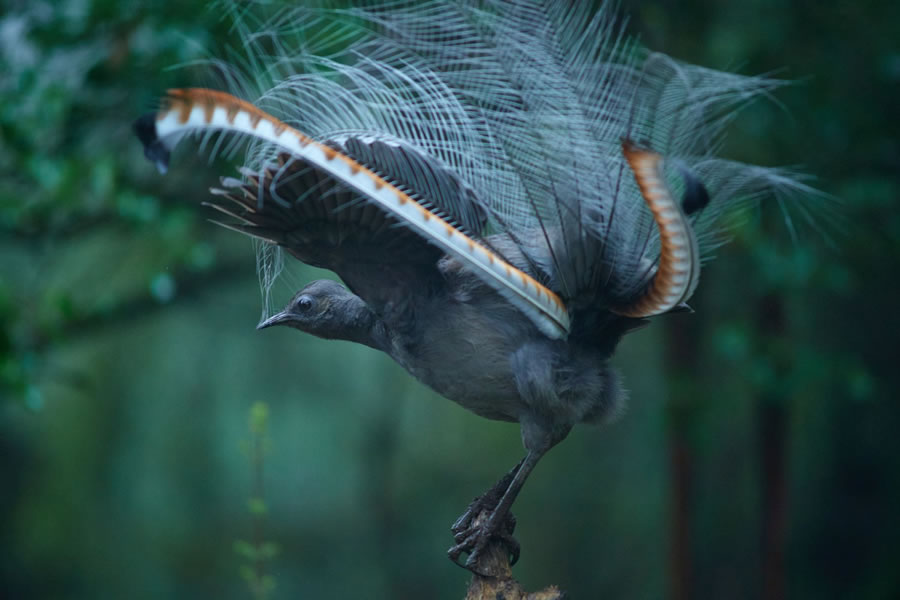 BirdLife Australia Photography Awards 2022