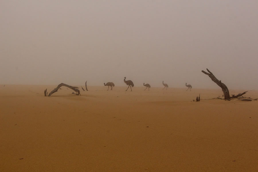 BirdLife Australia Photography Awards 2022