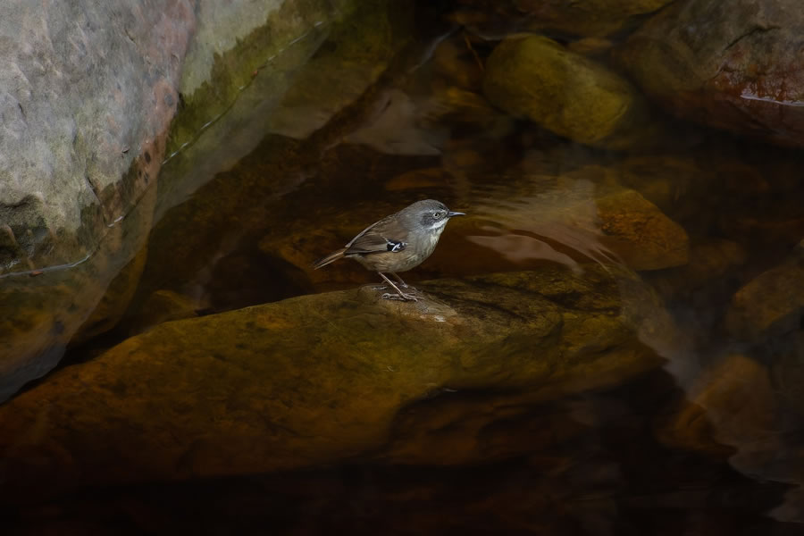 BirdLife Australia Photography Awards 2022