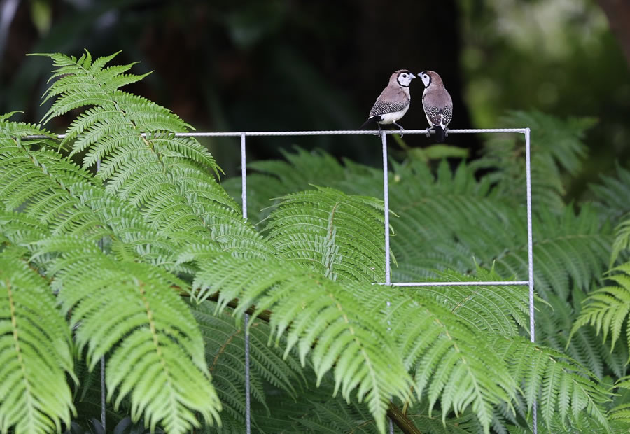 BirdLife Australia Photography Awards 2022