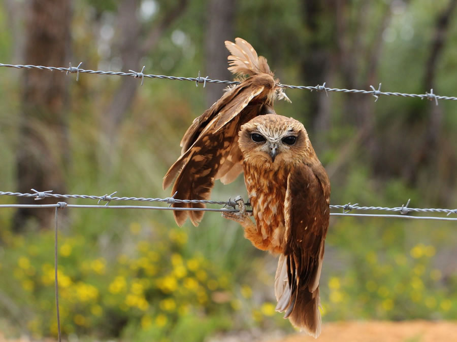 BirdLife Australia Photography Awards 2022