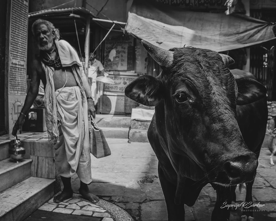 Co-Existence: Bulls Of Varanasi By Supriyo R Sarkar