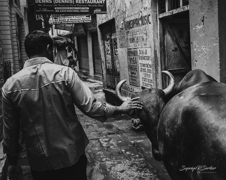 Co-Existence: Bulls Of Varanasi By Supriyo R Sarkar