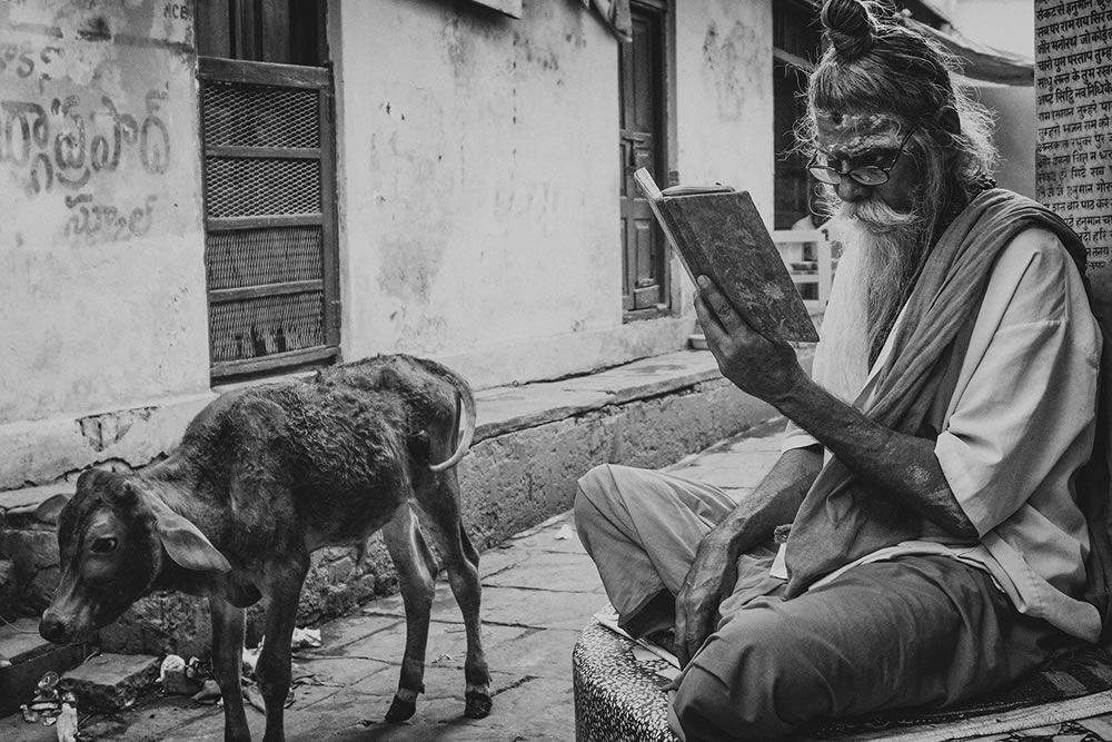 Co-Existence: Bulls Of Varanasi By Supriyo R Sarkar