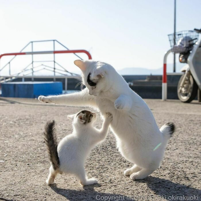 This Japanese Photographer Captures Comedic Stray Cats On The Streets