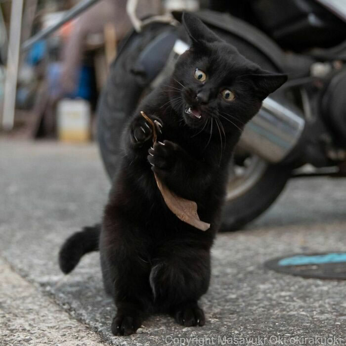 Comedic Stray Cats On The Streets By Masayuki Oki