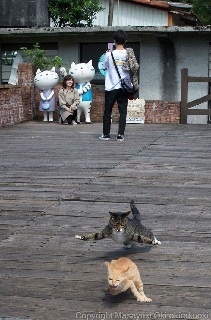 Comedic Stray Cats On The Streets By Masayuki Oki