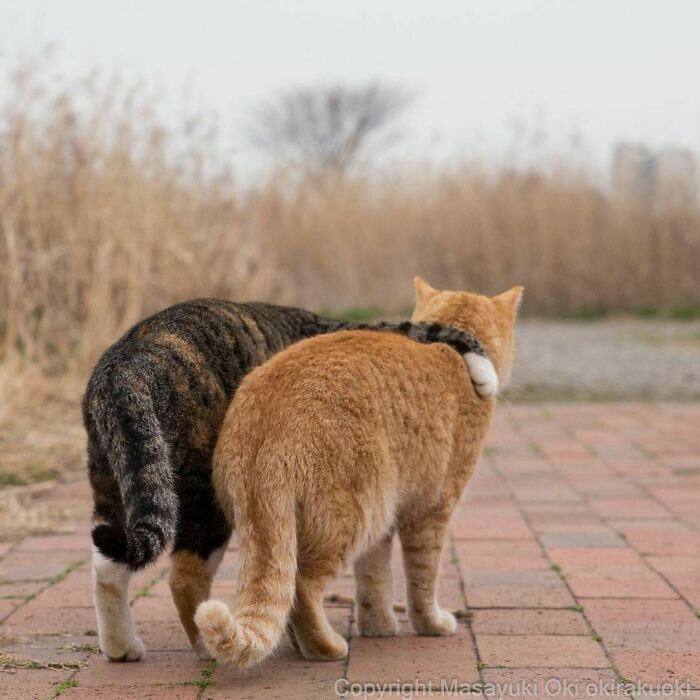 Comedic Stray Cats On The Streets By Masayuki Oki