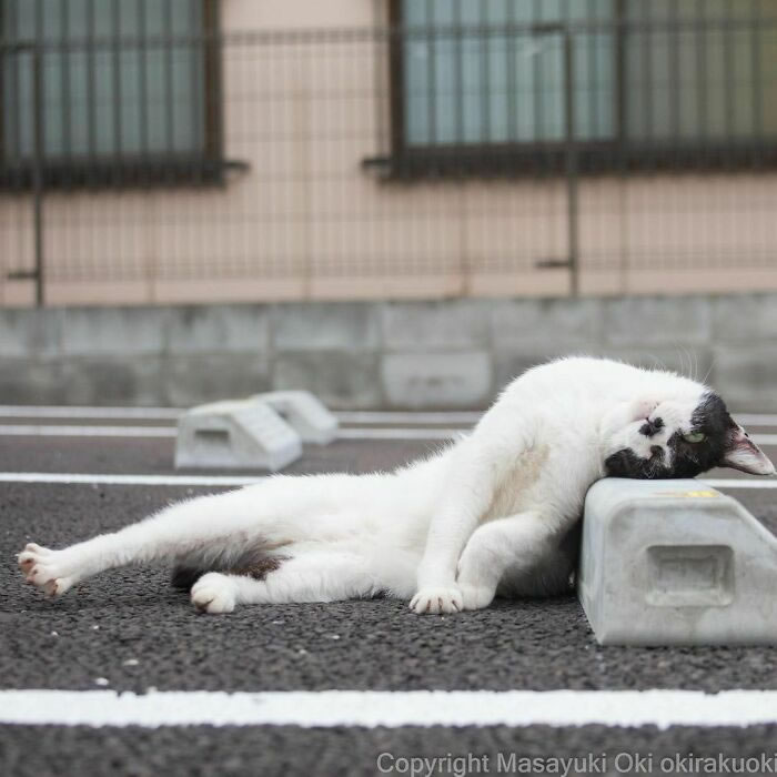 Comedic Stray Cats On The Streets By Masayuki Oki