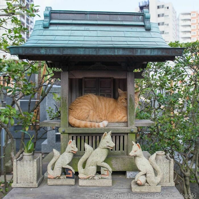 Comedic Stray Cats On The Streets By Masayuki Oki