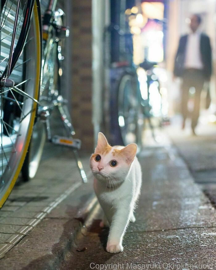 Comedic Stray Cats On The Streets By Masayuki Oki