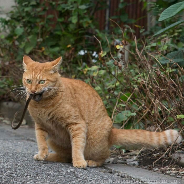 Comedic Stray Cats On The Streets By Masayuki Oki