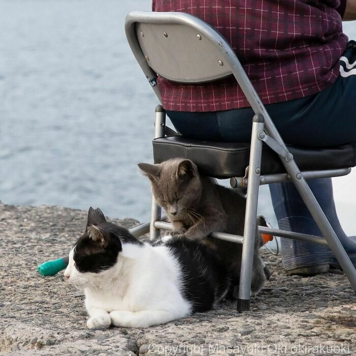 Comedic Stray Cats On The Streets By Masayuki Oki