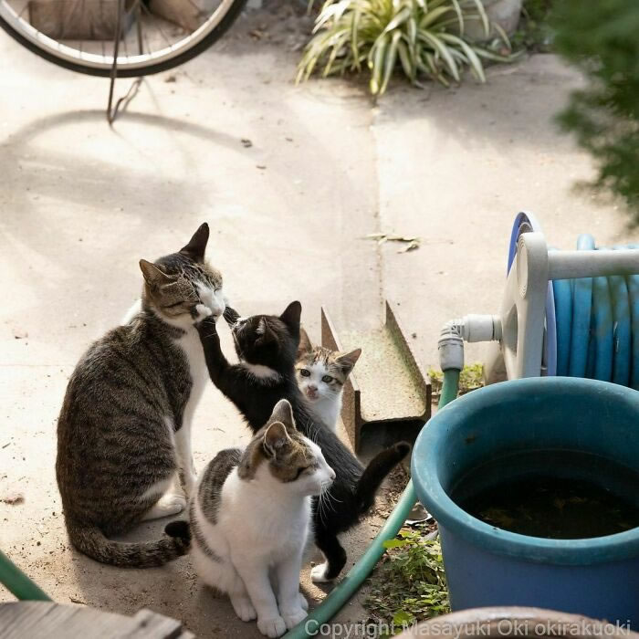 Comedic Stray Cats On The Streets By Masayuki Oki