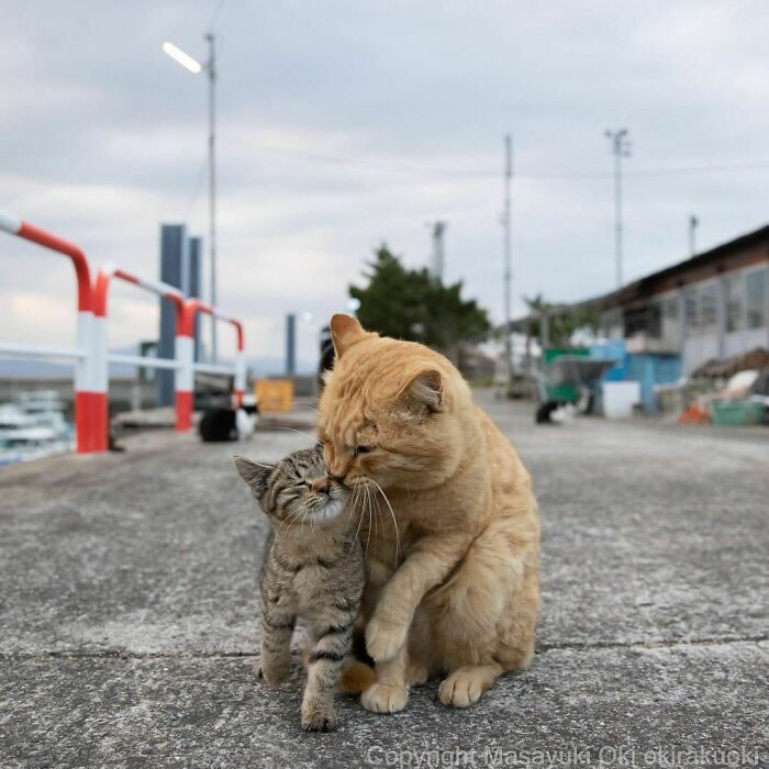 Comedic Stray Cats On The Streets By Masayuki Oki