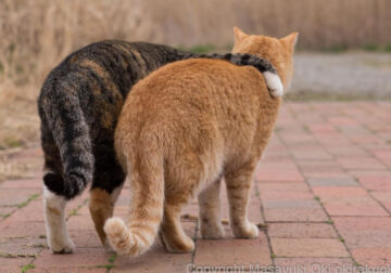 Comedic Stray Cats On The Streets By Masayuki Oki