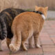 Comedic Stray Cats On The Streets By Masayuki Oki
