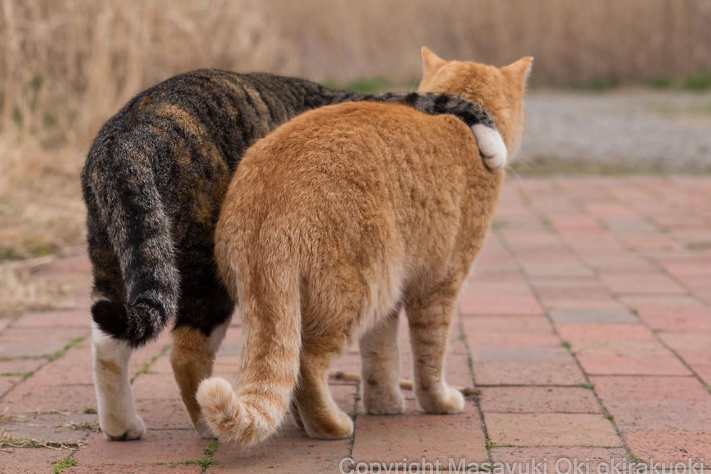 Comedic Stray Cats On The Streets By Masayuki Oki