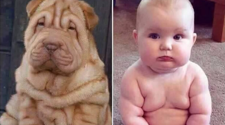 Dogs Who Look Just Their Human Friends