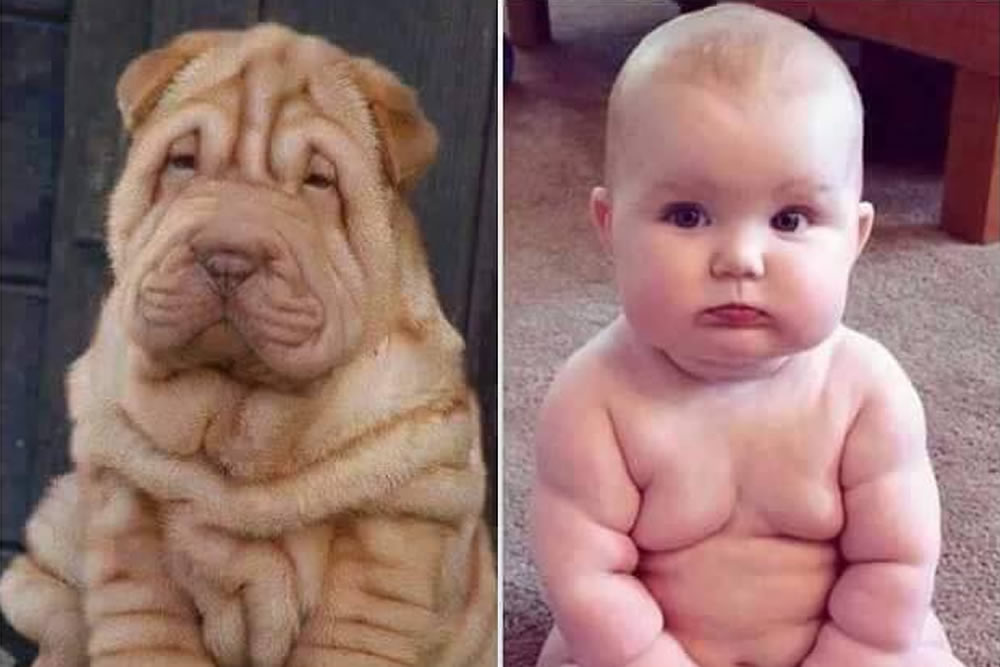 Dogs Who Look Just Their Human Friends