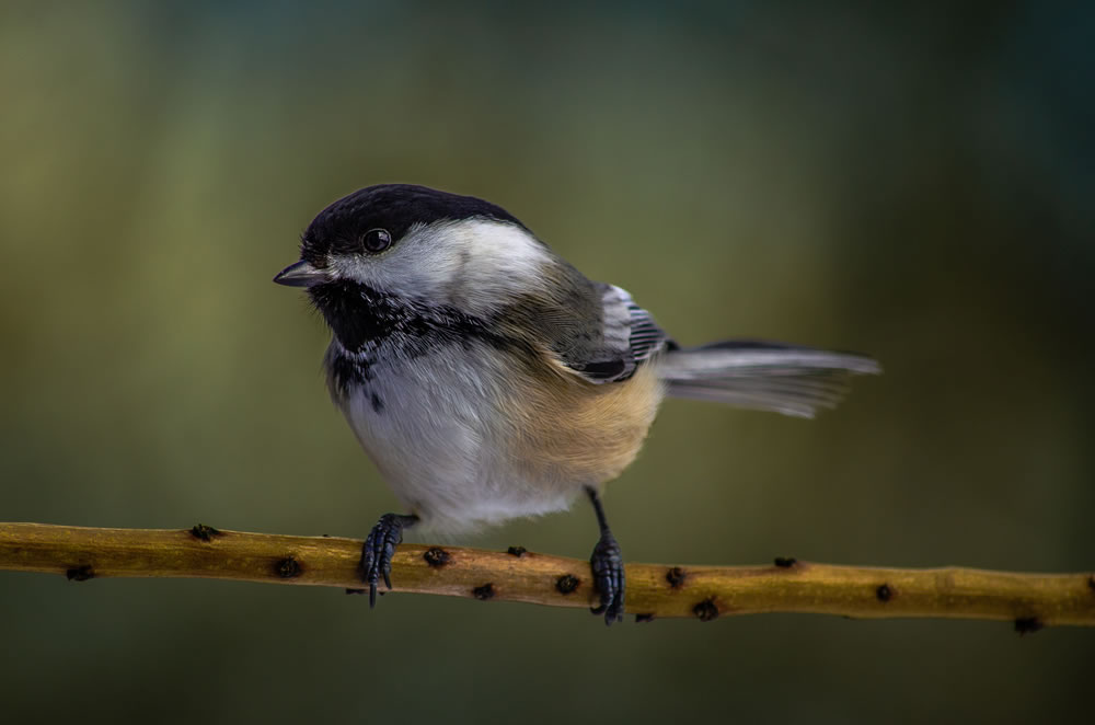 Nature Photography by Fabiano Dossantos