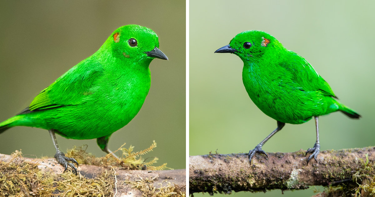 Meet Glistening Green Tanager, The Bird Looks Just Like A Neon Highlighter