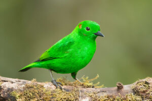 Meet Glistening Green Tanager, The Bird Looks Just Like A Neon Highlighter