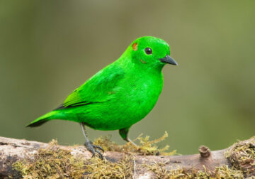 Glistening Green Tanager