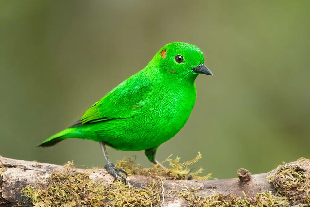 Glistening Green Tanager