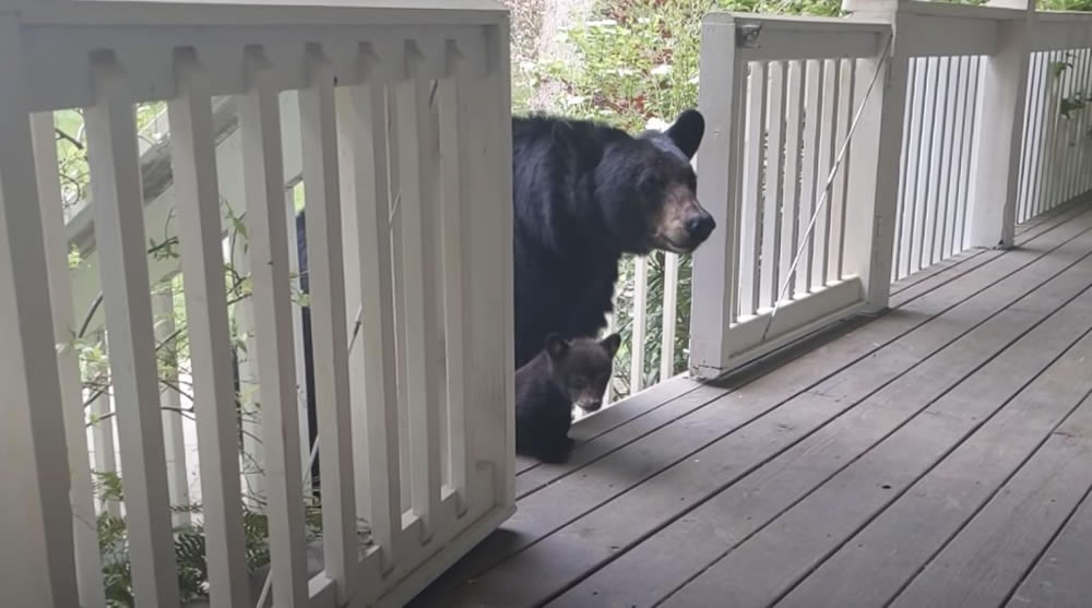 Man And Bear Are Friends