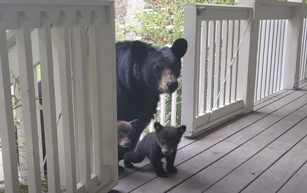 Man And Bear Are Friends